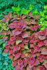 USA, Washington State, Sammamish. Coleus in planters in garden Art Print